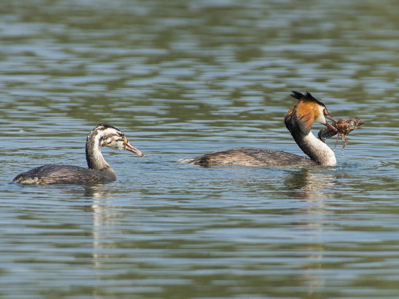 Svasso che insegna al figlio